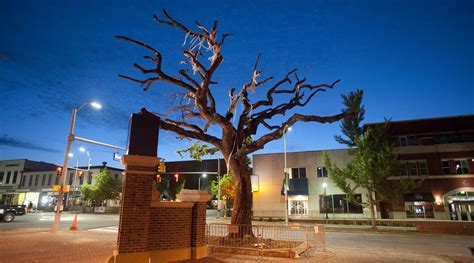 auburn trees poisoned radio|toomer's oak tree poisoning.